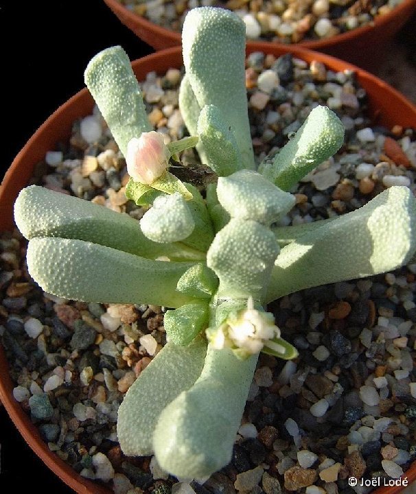 Stomatium alboroseum ©JLcoll.4195